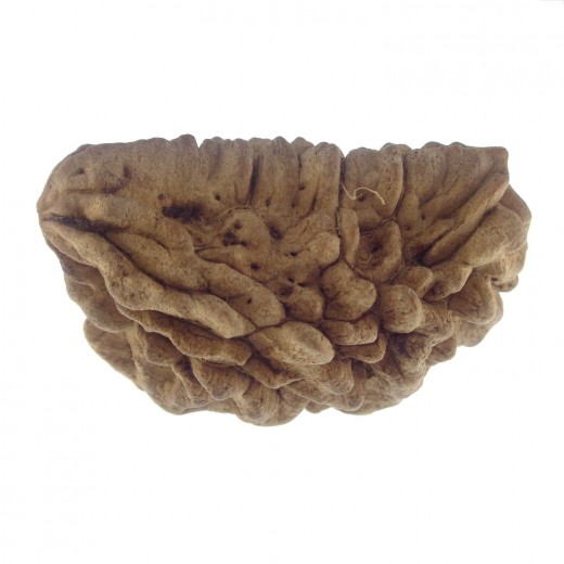 33.50 MM Ek Mukhi Rudraksha