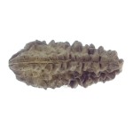 32.40 MM Ek Mukhi Rudraksha