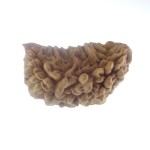 34.93 MM Ek Mukhi Rudraksha
