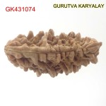 34.93 MM Ek Mukhi Rudraksha