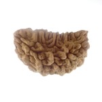 34.93 MM Ek Mukhi Rudraksha