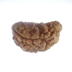 35.08 MM Ek Mukhi Rudraksha