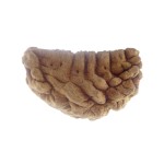 35.25 MM Ek Mukhi Rudraksha