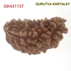 35.56 MM Ek Mukhi Rudraksha