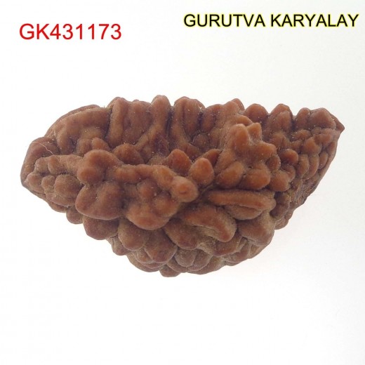 35.83 MM Ek Mukhi Rudraksha
