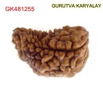 31.30 MM Ek Mukhi Rudraksha