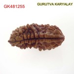 31.30 MM Ek Mukhi Rudraksha