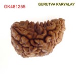 31.30 MM Ek Mukhi Rudraksha