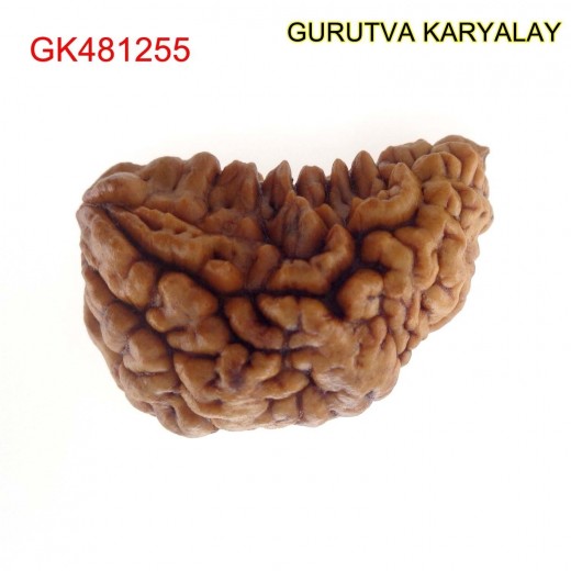 31.30 MM Ek Mukhi Rudraksha