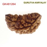 33.83 MM Ek Mukhi Rudraksha