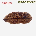 33.83 MM Ek Mukhi Rudraksha