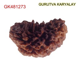 33.06 MM Ek Mukhi Rudraksha