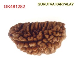 33.19 MM Ek Mukhi Rudraksha