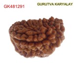 32.40 MM Ek Mukhi Rudraksha