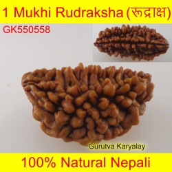29.26 MM 1 Mukhi Rudraksh One Face Rudraksh