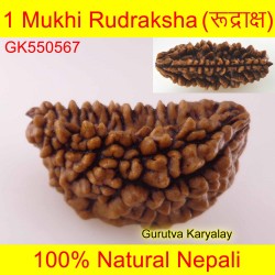 29.17 MM 1 Mukhi Rudraksh One Face Rudraksh
