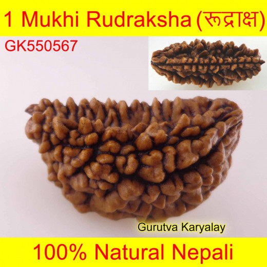 29.17 MM 1 Mukhi Rudraksh One Face Rudraksh