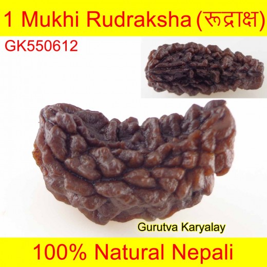 26.47 MM 1 Mukhi Rudraksh One Face Rudraksh