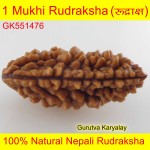 30.61 MM 1 Mukhi Rudraksh One Face Rudraksh