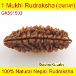 Ek Mukhi Rudraksha 31.88 MM
