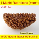 Ek Mukhi Rudraksha 31.88 MM