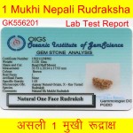 33.73 MM Ek Mukhi Rudraksha