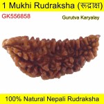 Ek Mukhi Rudraksha 38.08 MM
