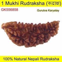 Ek Mukhi Rudraksha 38.08 MM