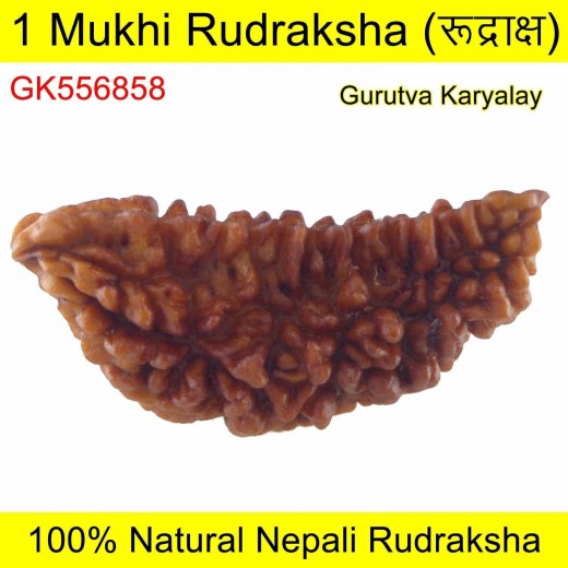 Ek Mukhi Rudraksha 38.08 MM