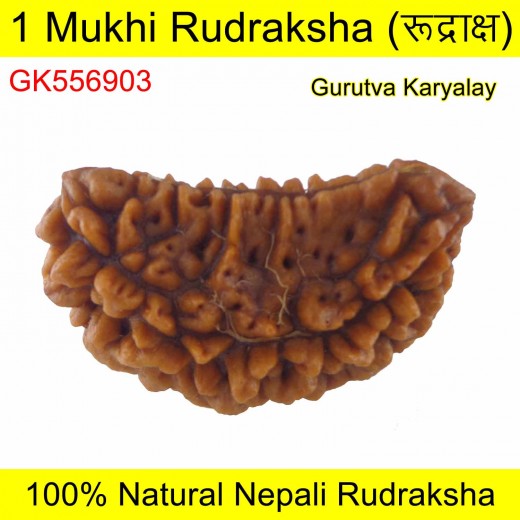 Ek Mukhi Rudraksha 32.32 MM