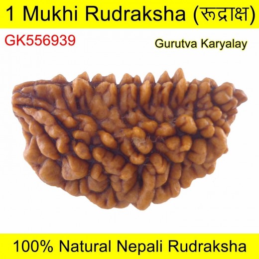 Ek Mukhi Rudraksha 30.43 MM