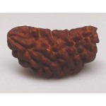 38.03 MM  1 Mukhi Rudraksh One Face Rudraksh
