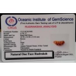 39.78 MM  1 Mukhi Rudraksh One Face Rudraksh