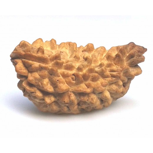 39.83 MM  1 Mukhi Rudraksh One Face Rudraksh