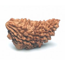 38.25 MM  1 Mukhi Rudraksh One Face Rudraksh