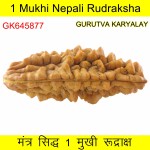 38.71 MM 1 Mukhi Rudraksh One Face Rudraksh