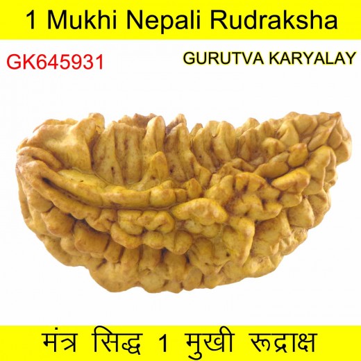38.26 MM 1 Mukhi Rudraksh One Face Rudraksh