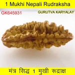 38.26 MM 1 Mukhi Rudraksh One Face Rudraksh