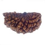 29.50 MM Ek Mukhi Rudraksha