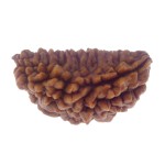 31.49 MM Ek Mukhi Rudraksha