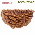 31.49 MM Ek Mukhi Rudraksha