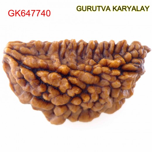 31.49 MM Ek Mukhi Rudraksha