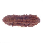 33.50 MM Ek Mukhi Rudraksha