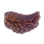 33.50 MM Ek Mukhi Rudraksha