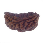 33.27 MM Ek Mukhi Rudraksha
