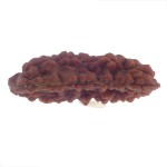 33.27 MM Ek Mukhi Rudraksha