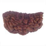 33.27 MM Ek Mukhi Rudraksha