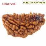 28.36 MM Ek Mukhi Rudraksha