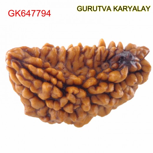 28.36 MM Ek Mukhi Rudraksha