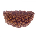 29.30 MM Ek Mukhi Rudraksha